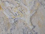 Brachyphyllum nepos SAPORTA - Bild &copy; FossNet FossilienStore